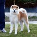 www.akita-inu.es